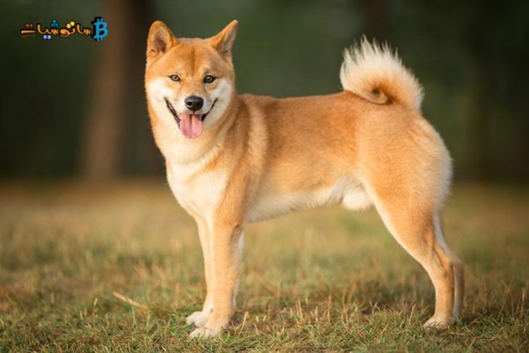 يوضح فريق Shiba Inu الموقف مع CoinMarketCap